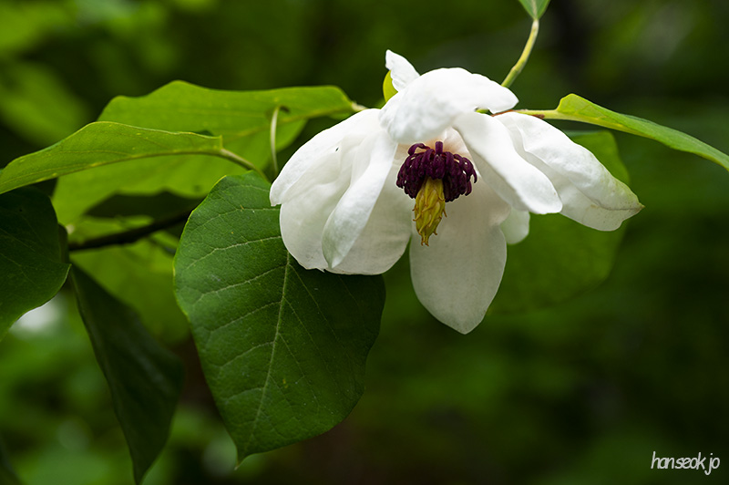 DSC_5296.jpg