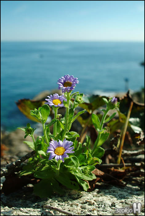 DSCF9495.jpg