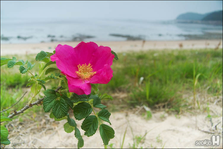 DSCF8906.jpg