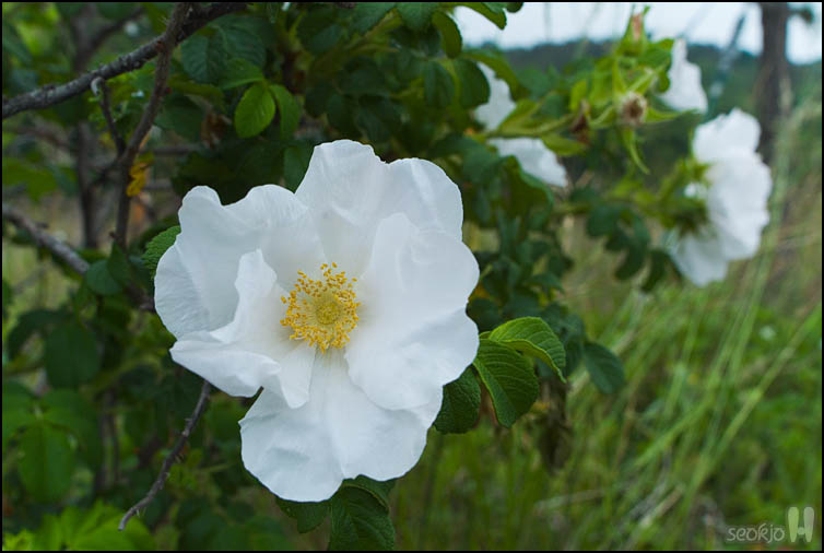 DSCF1286.jpg