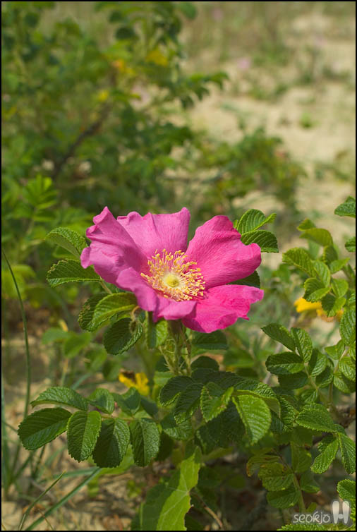 DSCF7170.jpg