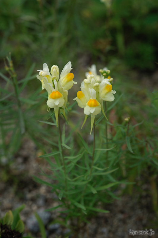 HSJ_9944.jpg