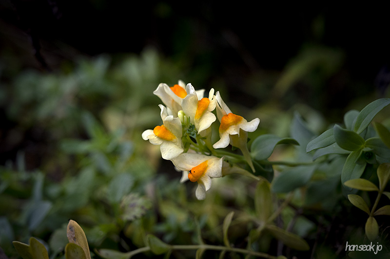 DSC_1252.jpg