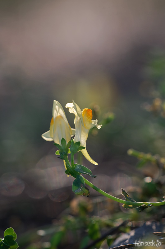 DSC_8527.jpg