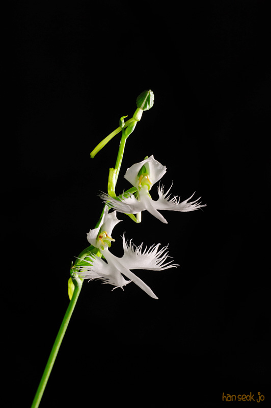 HSJ_1039.jpg