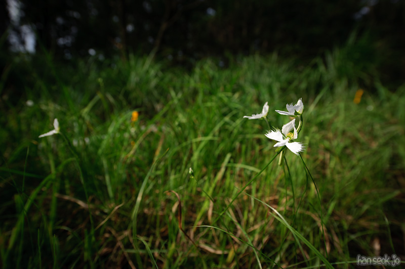 HSJ_0050.jpg