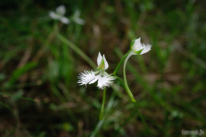 HSJ_0225.jpg