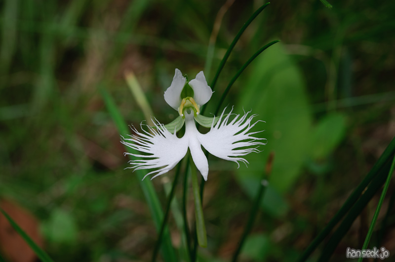 HSJ_0205.jpg