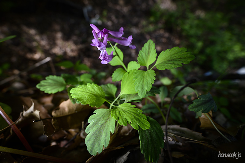 DSC_2338.jpg