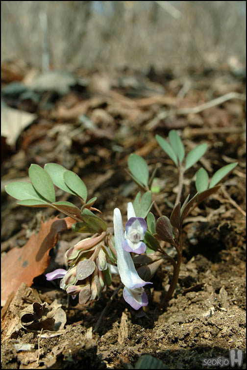 DSCF5117.jpg
