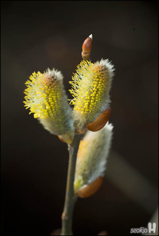 DSCF6890.jpg
