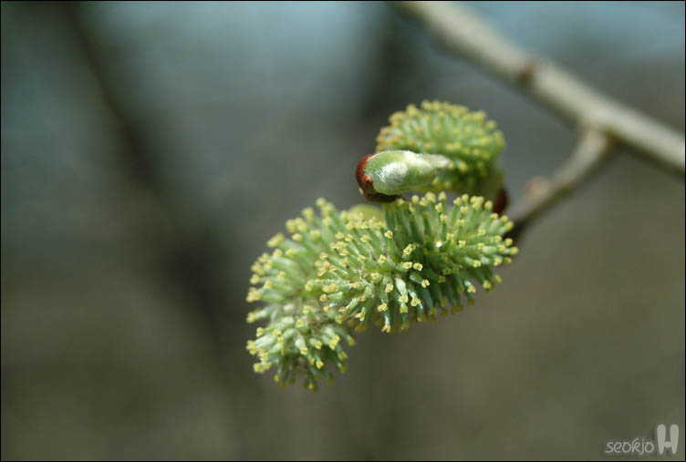 DSCF0294.jpg