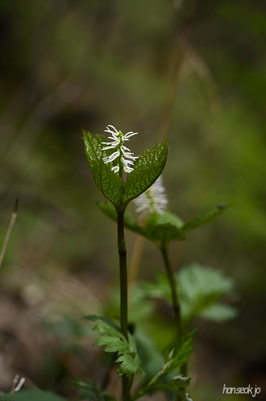 HAN_0340.jpg