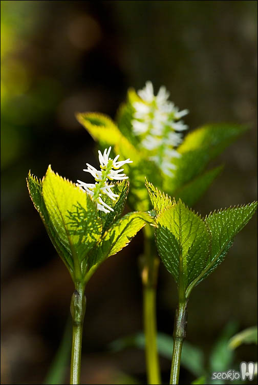 DSCF7893.jpg