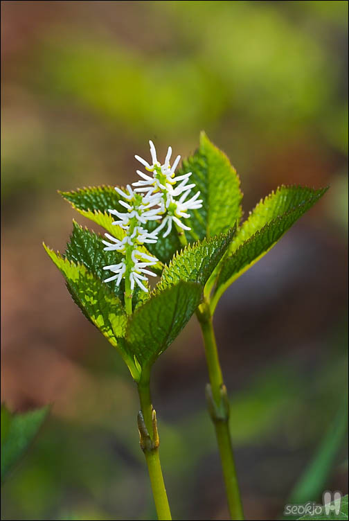 DSCF7890.jpg