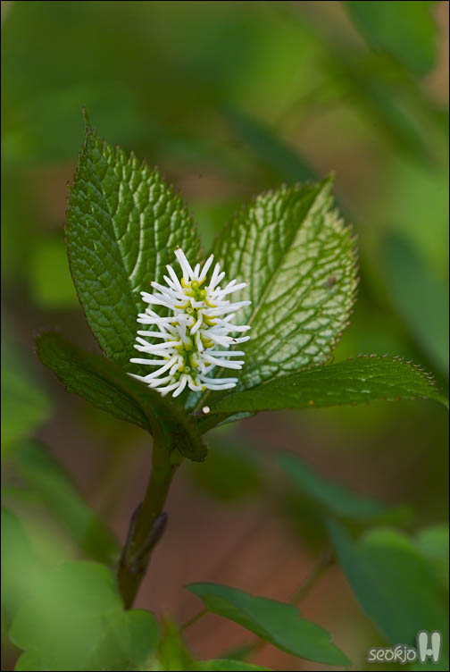 DSCF7889.jpg