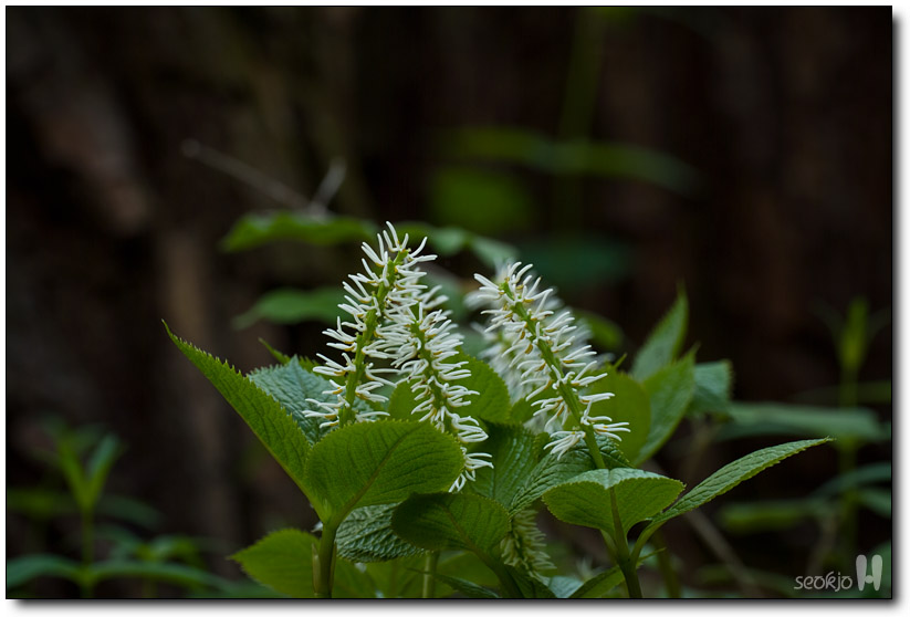 DSCF8078.jpg