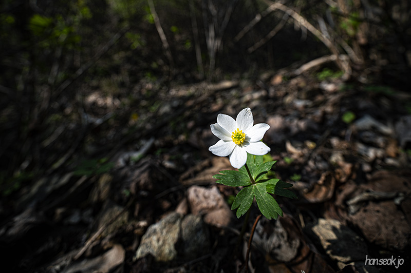 DSC_4974.jpg
