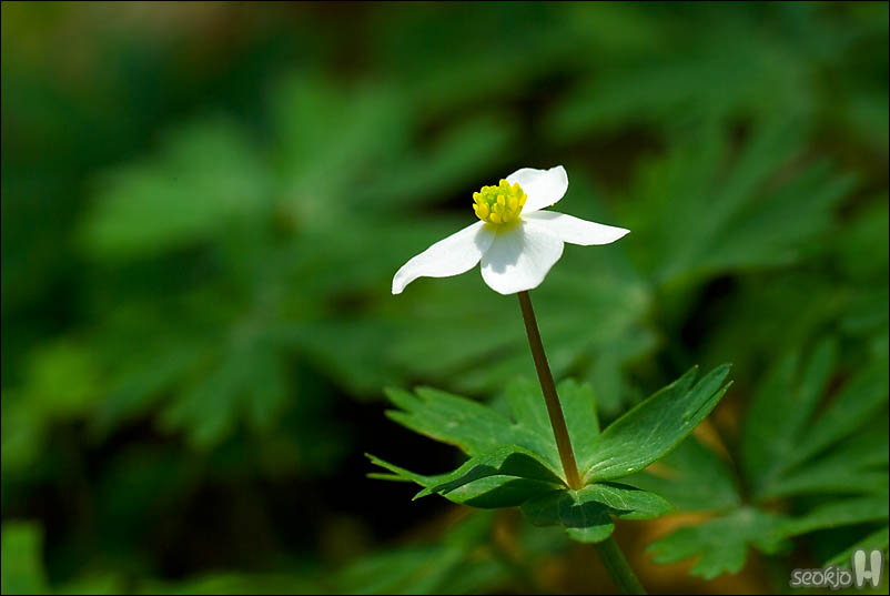 DSCF3293.jpg