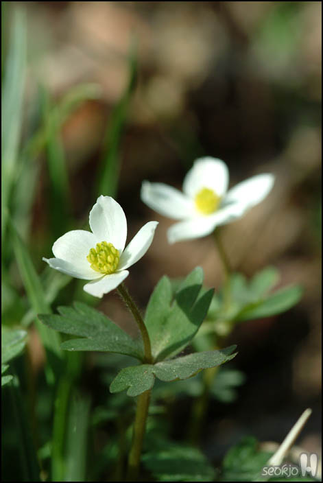DSCF6134.jpg