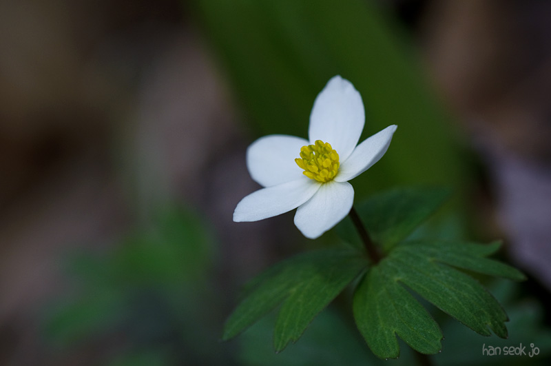 DSC_0973.jpg