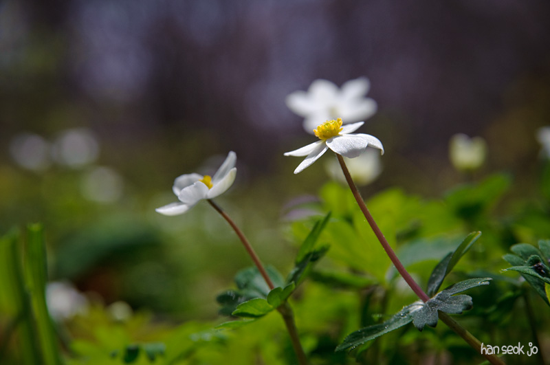 DSC_1105.jpg