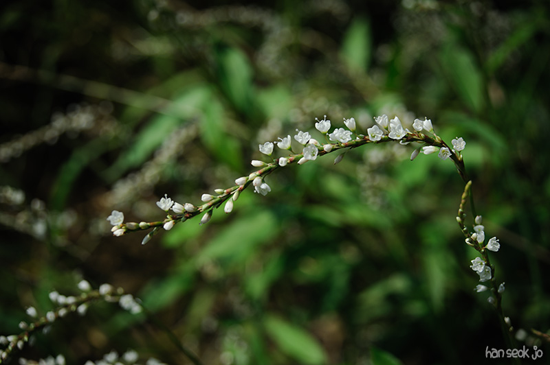 HSJ_3980.jpg