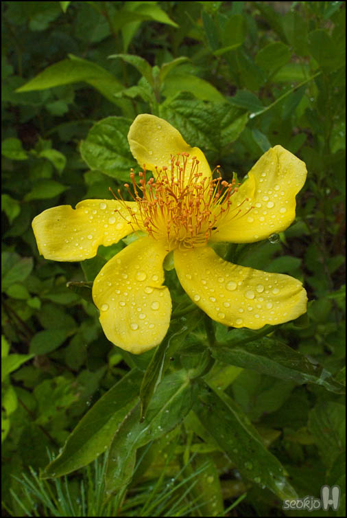 DSCF7321.jpg