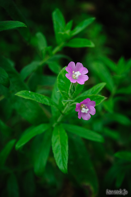 HSJ_0872.jpg