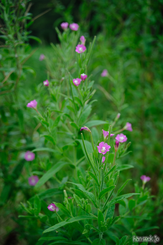 HSJ_0871.jpg