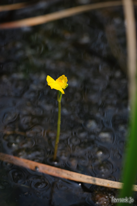 HSJ_0504.jpg