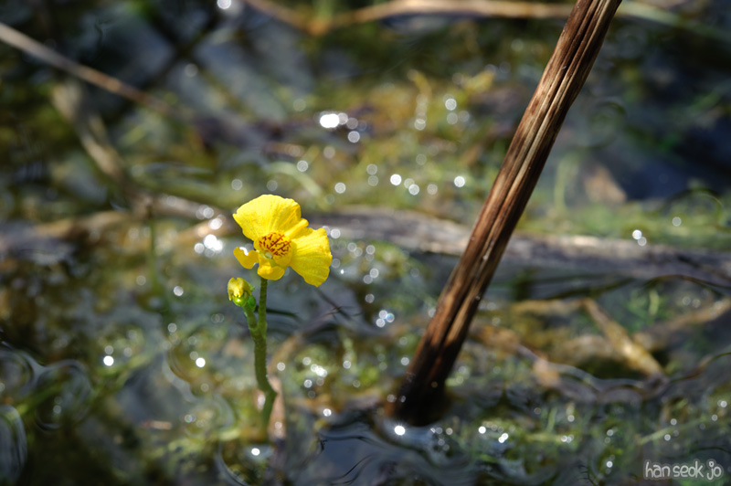 HSJ_0240.jpg