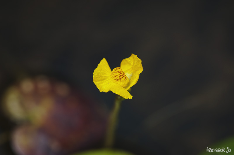 HSJ_5217.jpg