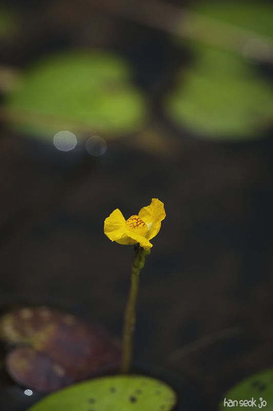 HSJ_5215.jpg
