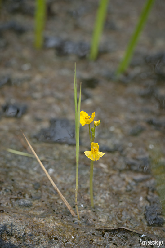 HSJ_6207.jpg