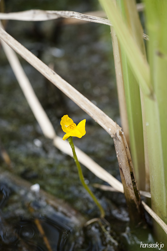 HSJ_6215.jpg