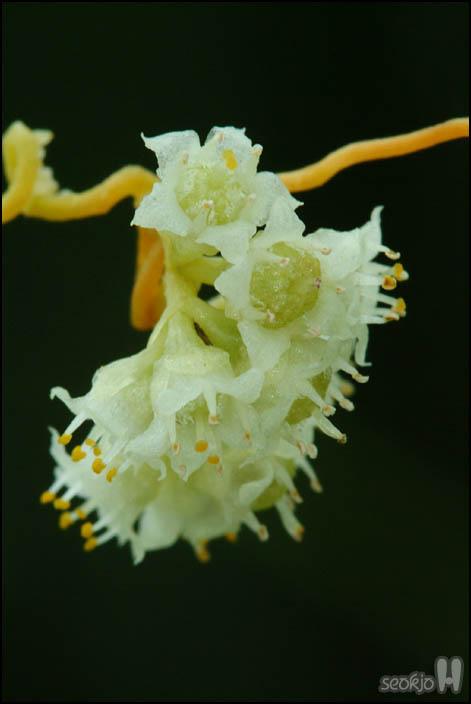 DSCF8648.jpg