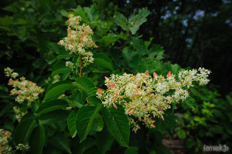 HSJ_0581.jpg