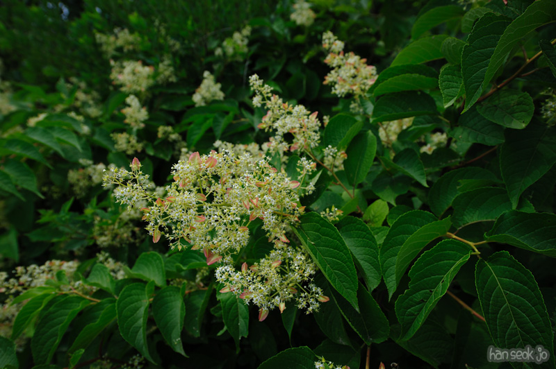 HSJ_0580.jpg