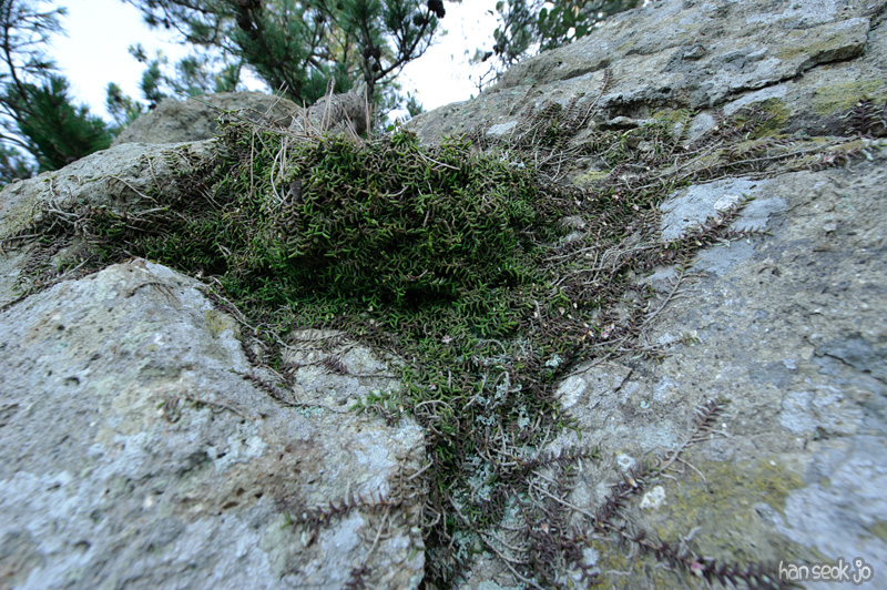HSJ_9758.jpg