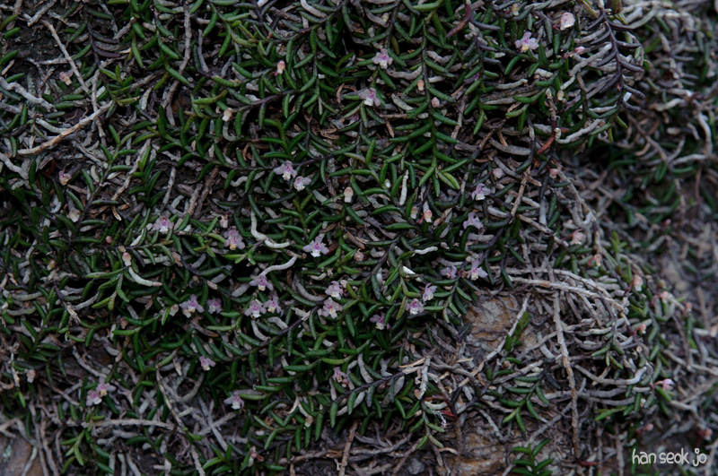 DSC_3257.jpg