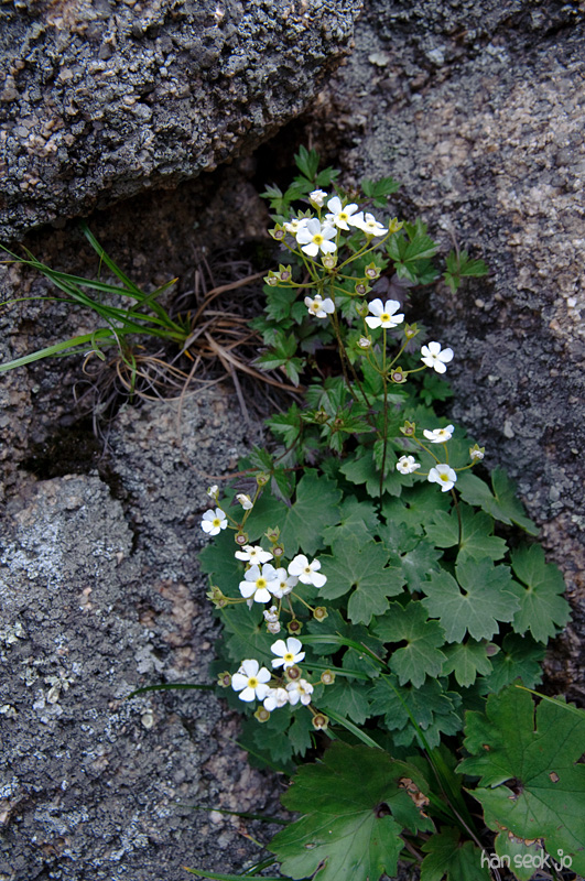 DSC_2421.jpg