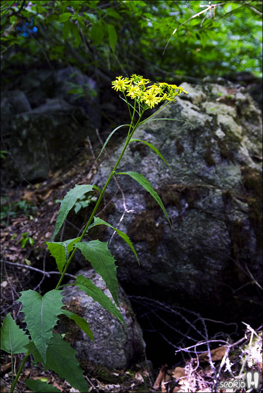 DSCF4138.jpg