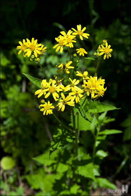 DSCF4144.jpg