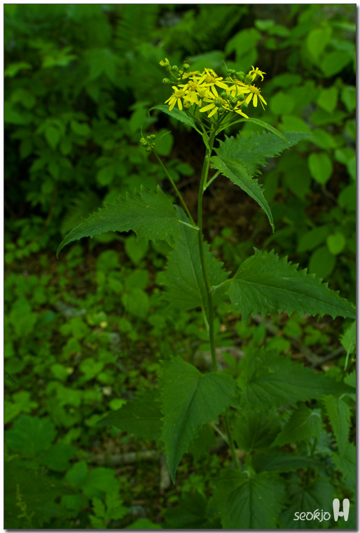 DSCF0071.jpg