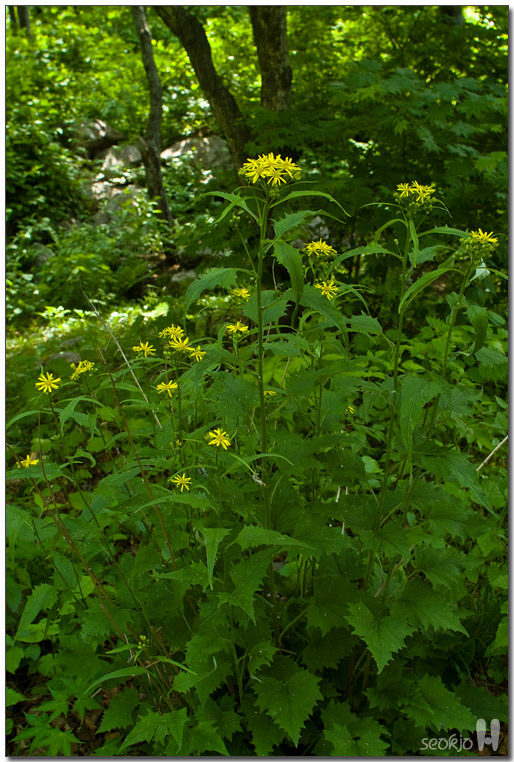 DSCF0076.jpg