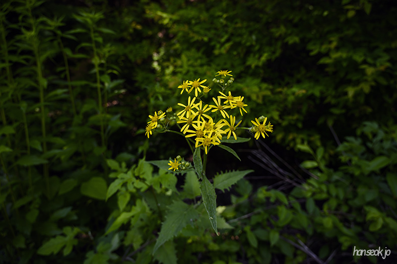 DSC_2773.jpg