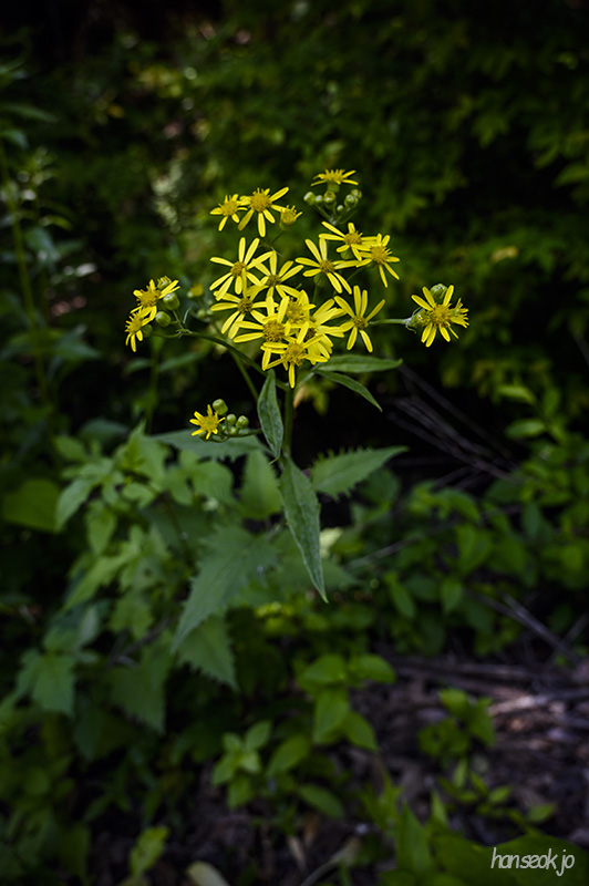 DSC_2775.jpg