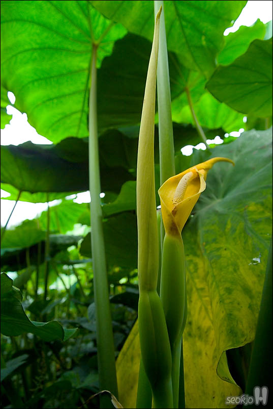 DSCF5604.jpg