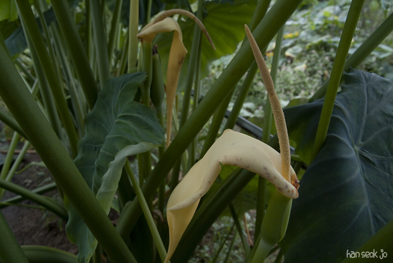DSCF5575.jpg